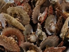 -宾朋海鲜美食餐厅·特色美食(兴海路店)