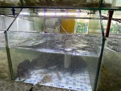 -海之鲜大排档(东山海鲜金銮湾店)