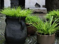 -月栖华明-云间草堂清茶馆(泗泾古镇店)