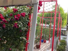 -大队长大灶鹅