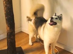 小苹果-Husky Go! 哈士奇体验馆·宠物咖啡厅狗咖