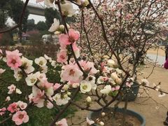 -秀丽东方