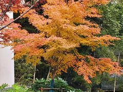 -上海佘山国家森林公园西佘山园