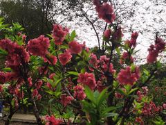 -南国桃园旅游度假区