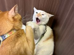 -Again Coffee Roaster(香蜜湖店)