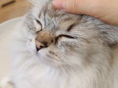 -有喵·猫咖·狗咖·30几只猫10只小狗(岗厦店)