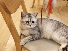 -Let's go狗咖·猫咖·奶狗·桌游(春熙路IFS店)