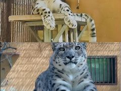 -青藏高原野生动物园