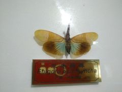 -上海昆虫博物馆