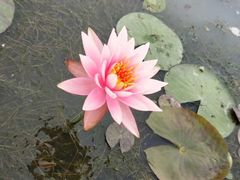 -白洋淀景区