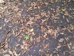 -海南热带雨林国家公园吊罗山景区