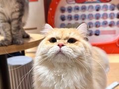 -米乐乖乖猫咪咖啡馆·猫咖(深圳湾后海汇店)