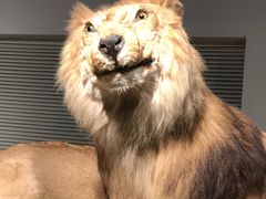 -自然博物馆新馆2楼餐厅