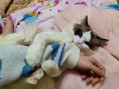 -关爱宠物医院·猫科中心·消化科(滨湖万达分院)