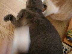 -猫咖时代(中山亭店)