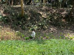 -普陀山风景区-佛顶山