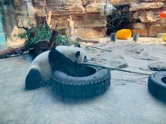 -石家庄市动物园