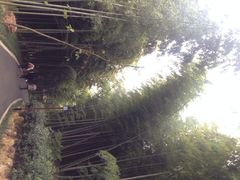 iphone_upload_pic-穹窿山景区