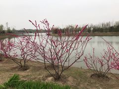 -东郊湿地公园
