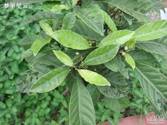 -广州神农草堂中医药博物馆