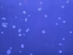 -太平洋海底世界