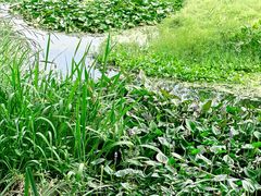 -西湖风景区-江洋畈生态公园