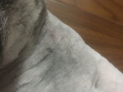 -酷狗靓猫宠物·洗护·美容·寄养(航北路店)