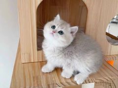 -欣宠猫屋·矮脚拿破仑·蓝金金渐层