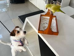 -汪说喵讲宠物乐园宠物酒店(红星美凯龙店)