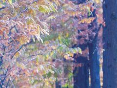 -金银湖国家城市湿地公园