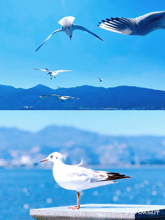 海埂大坝图片