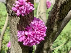 -上海共青森林公园