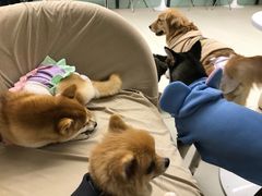 -怪兽屋·羊驼·猫咖·狗咖(俊华广场店)