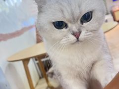 -李小姐の猫咖啡馆(五角场店)