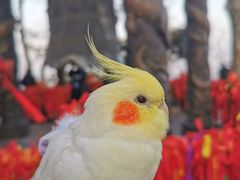 -灵顺寺