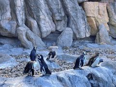 -上海野生动物园