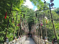 -西双版纳原始森林公园
