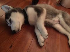 -暖阳宠物医院·犬猫康复中心·骨科