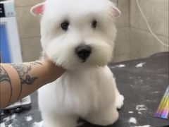 -帕帕拉兹宠物(亚洲旗舰店)