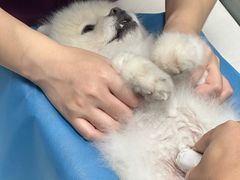 -伟伟宠物医院·CT影像中心·瑞派犬猫综合性门诊(汉口总院)