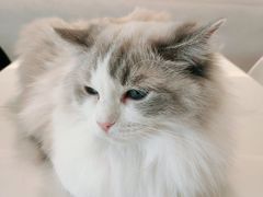 -飞行喵MR PILOT|猫舍·猫咖(静安大融城店)