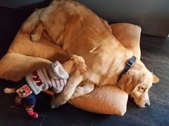 -百好乐宠物友好餐厅(朝外大街店)