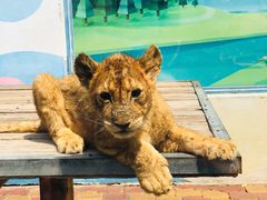 -大连森林动物园