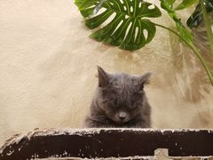 -猫友咖啡店(玉林西路店)