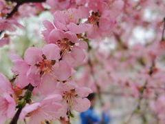 -大兴滨河森林公园