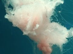 -海合安青岛极地海洋公园