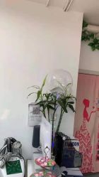 -东方美妍小鹏造型