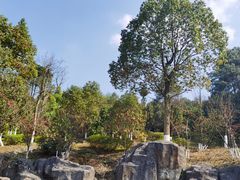 -铁山坪森林公园