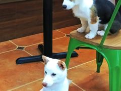 -柯斗斗主题餐厅·狗咖·围炉煮茶·茶饮(国瑞升平里店)