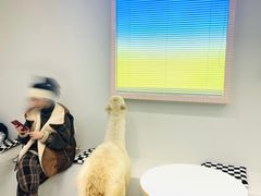 -怪兽屋·羊驼·猫咖·狗咖(俊华广场店)